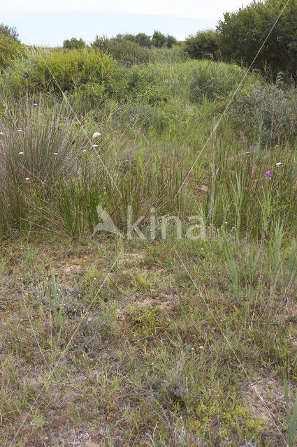 Zomerschroeforchis (Spiranthes aestivalis)