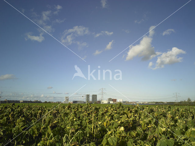 Zonnebloem (Helianthus annuus)