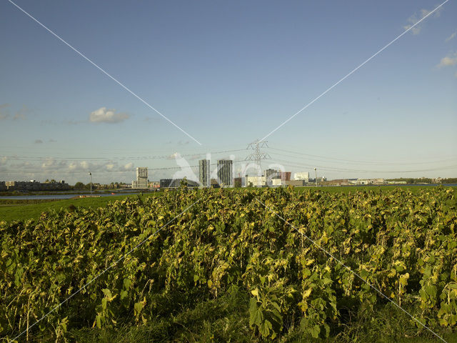 Common Annual Sunflower (Helianthus annuus)