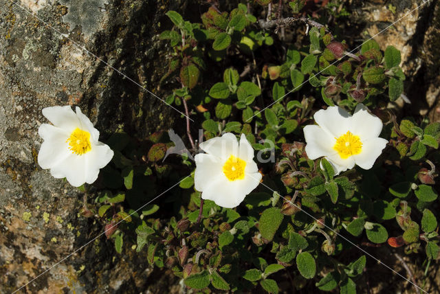 Sage-leaved Rockrose (Cistus salviifolius)