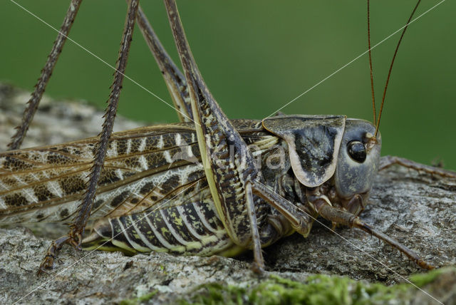 White-faced Bush-cricket (Decticus albifrons)
