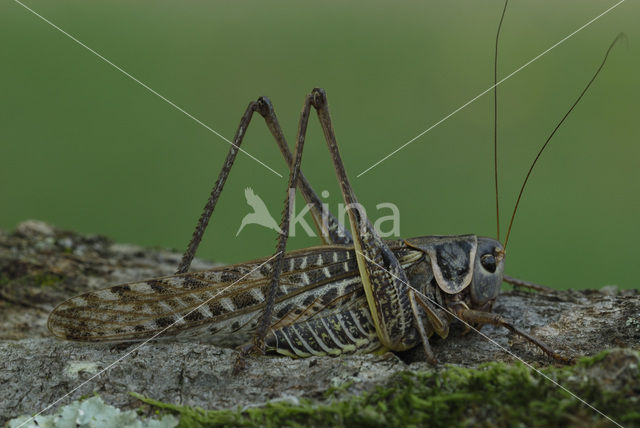 White-faced Bush-cricket (Decticus albifrons)