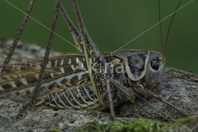 White-faced Bush-cricket (Decticus albifrons)