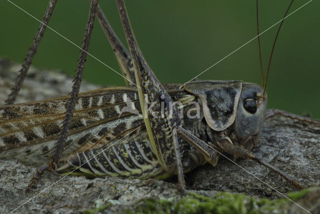 Zuidelijk wrattenbijter (Decticus albifrons)