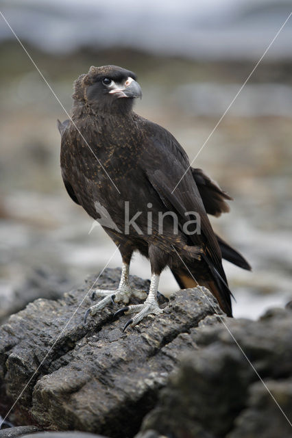 Zuidelijke Caracara