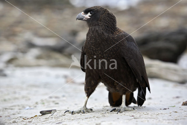 Striated caracara (Phalcoboenus australis)