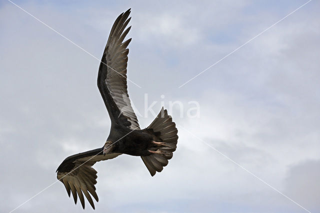 Striated caracara (Phalcoboenus australis)