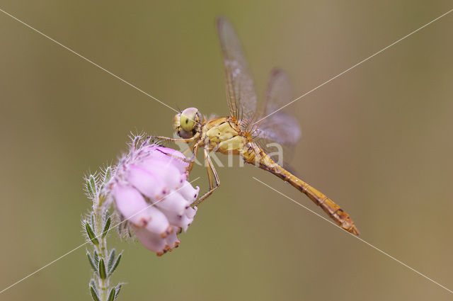 Southern Darter (Sympetrum meridionale)