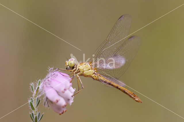 Zuidelijke heidelibel (Sympetrum meridionale)