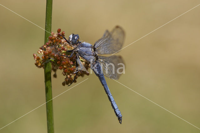 Skimmer (Orthetrum brunneum)