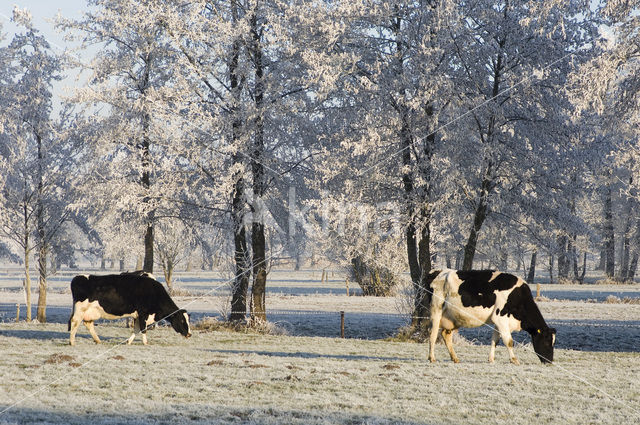 Zwartbonte koe (Bos domesticus)