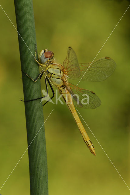 Red-veined Darter (Sympetrum fonscolombii)