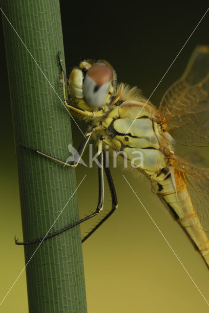 Red-veined Darter (Sympetrum fonscolombii)