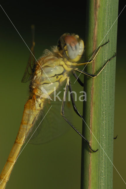 Zwervende heidelibel (Sympetrum fonscolombii)