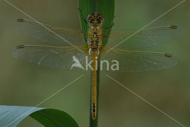 Red-veined Darter (Sympetrum fonscolombii)