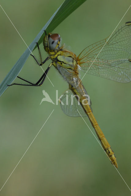 Red-veined Darter (Sympetrum fonscolombii)