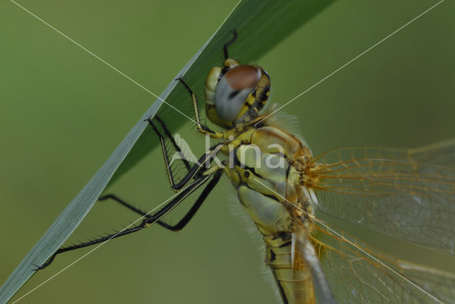 Red-veined Darter (Sympetrum fonscolombii)