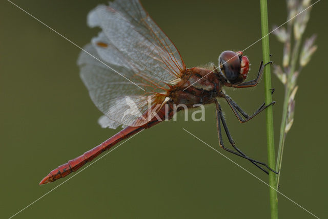 Red-veined Darter (Sympetrum fonscolombii)