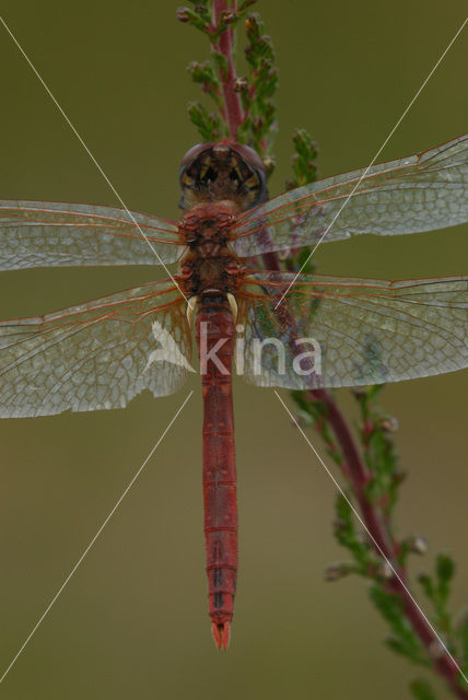 Red-veined Darter (Sympetrum fonscolombii)