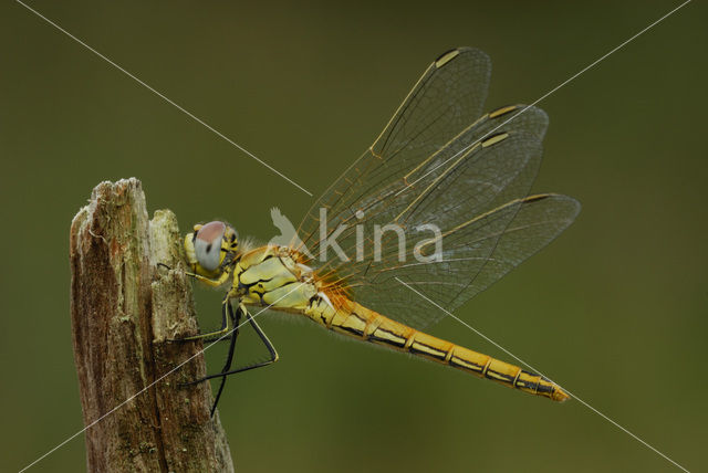 Zwervende heidelibel (Sympetrum fonscolombii)