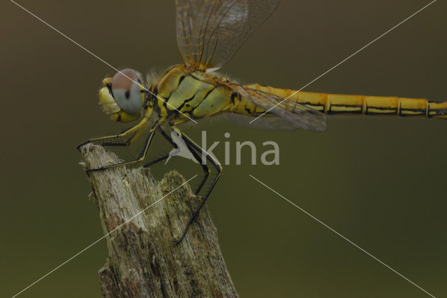 Zwervende heidelibel (Sympetrum fonscolombii)