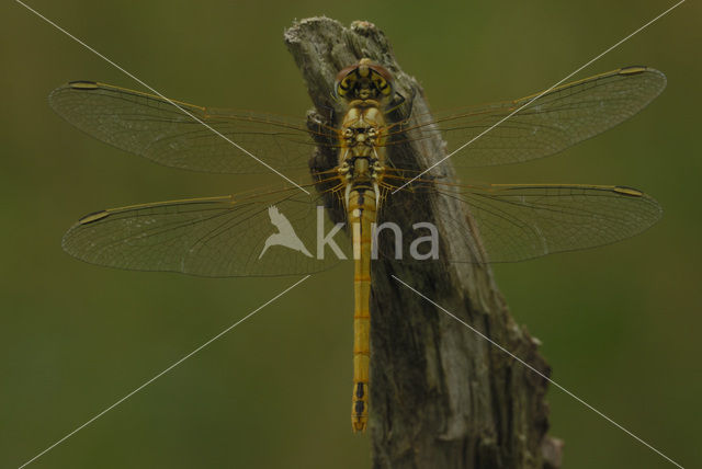 Red-veined Darter (Sympetrum fonscolombii)