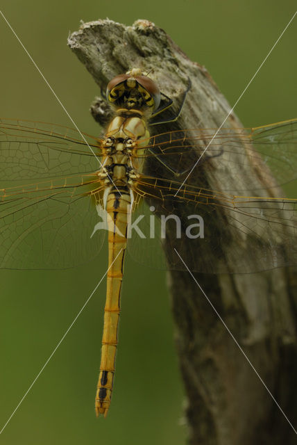 Red-veined Darter (Sympetrum fonscolombii)