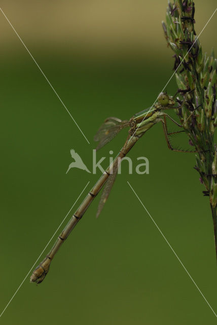 Zwervende pantserjuffer (Lestes barbarus)