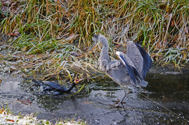 Great Cormorant (Phalacrocorax carbo)