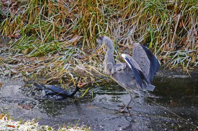 Aalscholver (Phalacrocorax carbo)