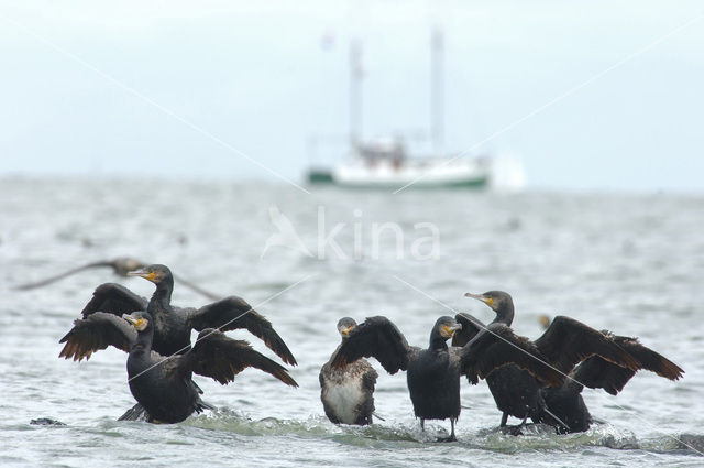 Great Cormorant (Phalacrocorax carbo)