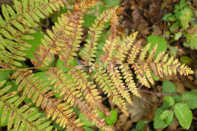 Western brackenfern (Pteridium aquilinum)