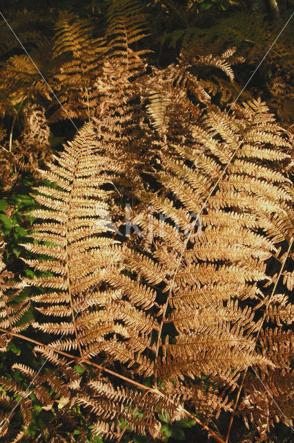 Western brackenfern (Pteridium aquilinum)