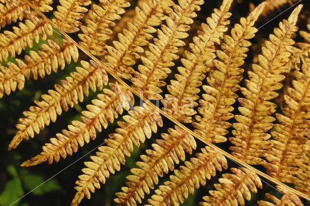 Western brackenfern (Pteridium aquilinum)
