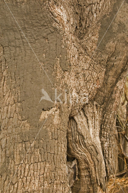 Afrikaanse olifant (Loxodonta africana)