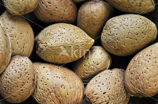 Almond (Prunus dulcis)