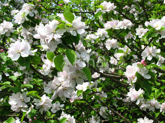 Apple tree (Malus)