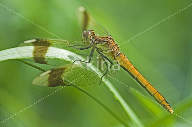 band-winged dragonfly (Sympetrum pedemontanum)