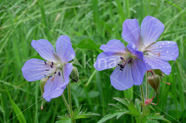 Beemdooievaarsbek (Geranium pratense)