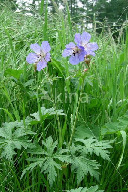 Beemdooievaarsbek (Geranium pratense)