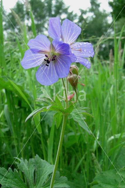 Meadow Crane’s-bill (Geranium pratense)