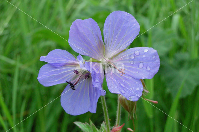 Beemdooievaarsbek (Geranium pratense)