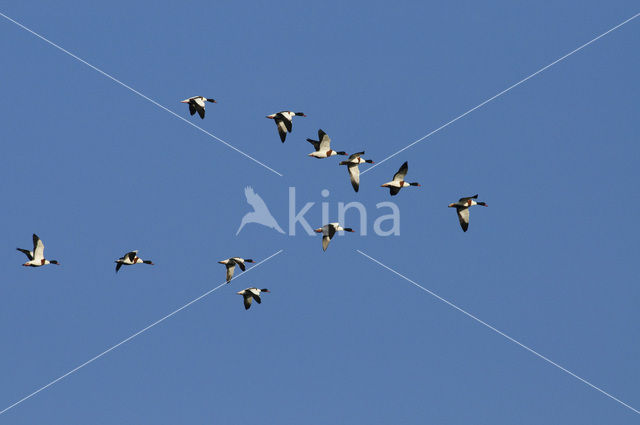 Shelduck (Tadorna tadorna)