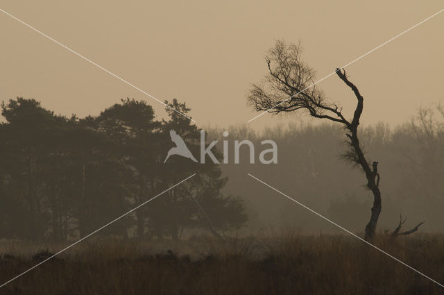 Birch (Betula)