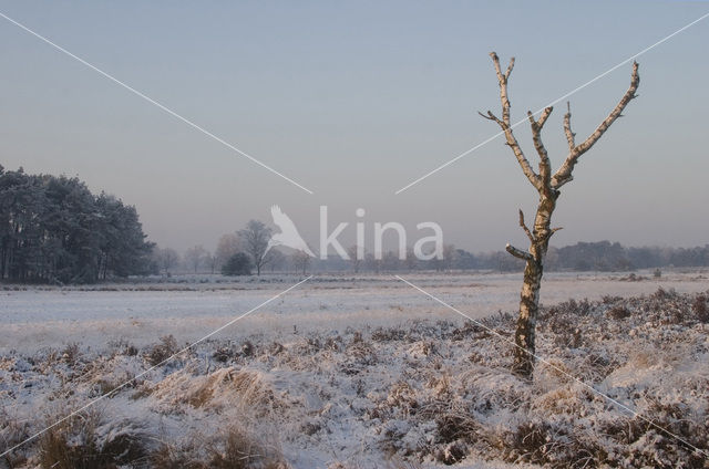Birch (Betula)