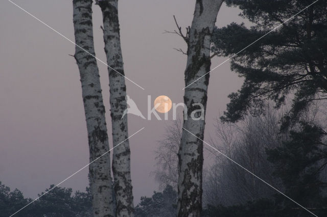 Birch (Betula)