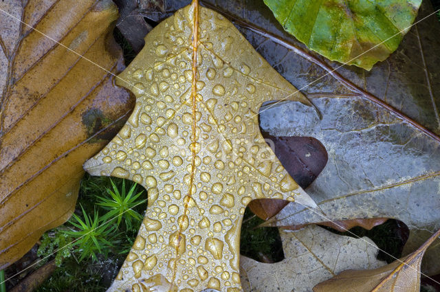 Beech (Fagus sylvatica)