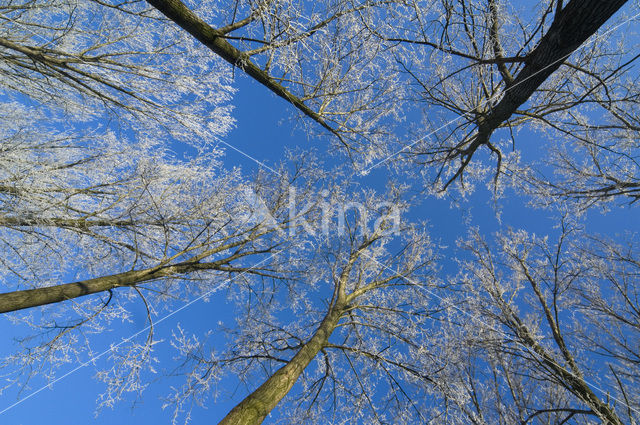 Beech (Fagus sylvatica)