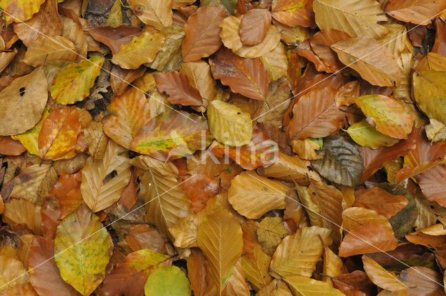 Beech (Fagus spec.)