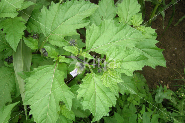 Henbane (Hyoscyamus niger)